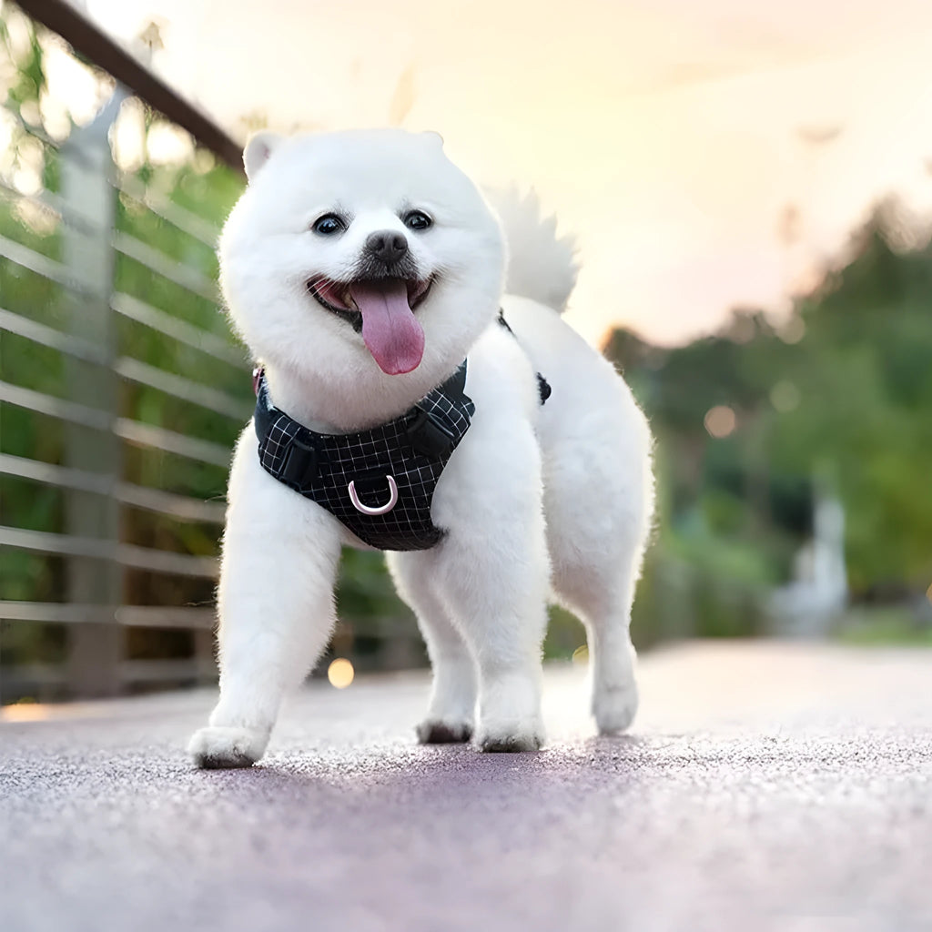 Nylon dog harness with LED light on dog's chest, shown in light purple, for nighttime walks.