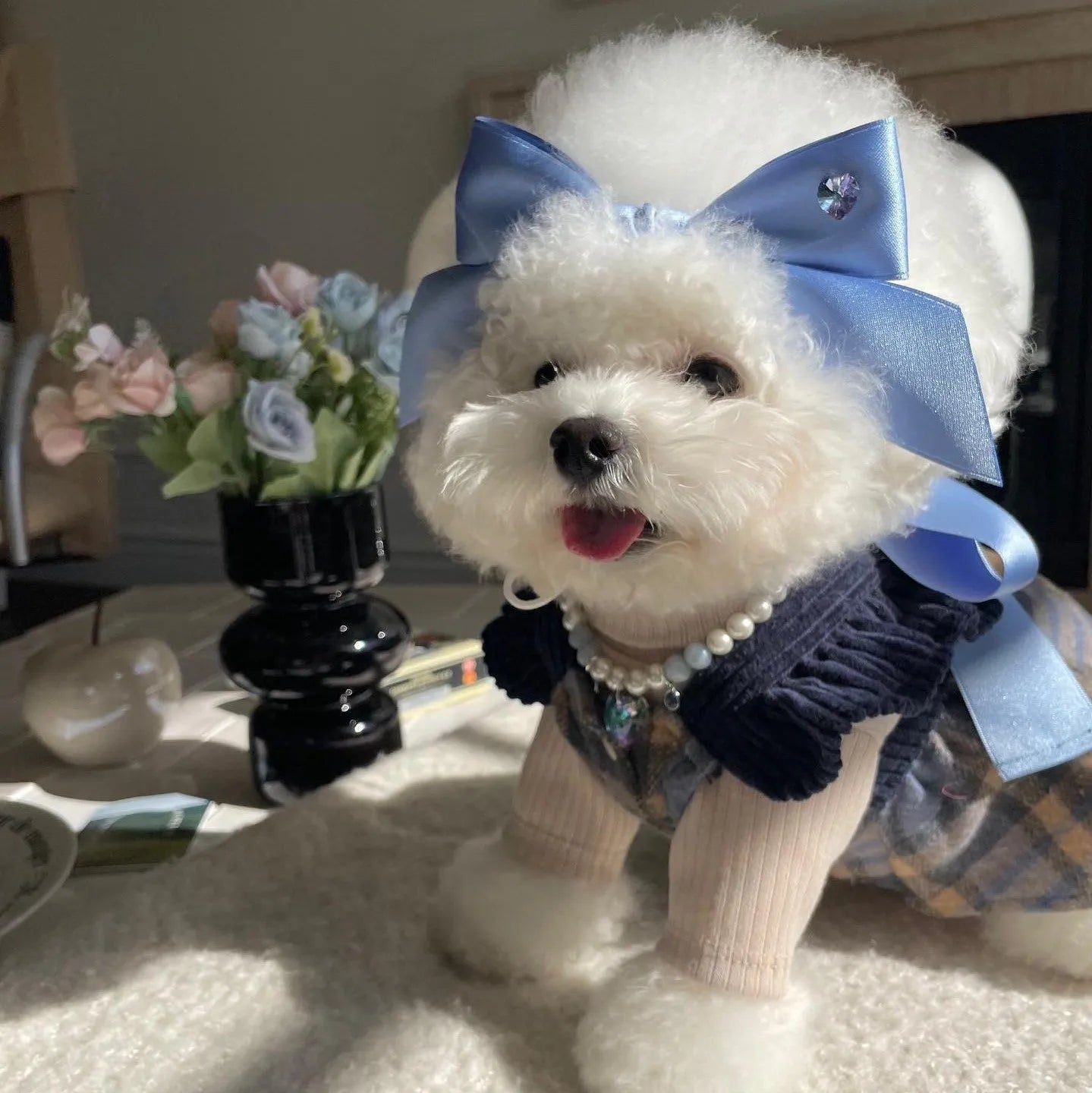Blue princess bow dog hair band with adjustable tension on a small dog