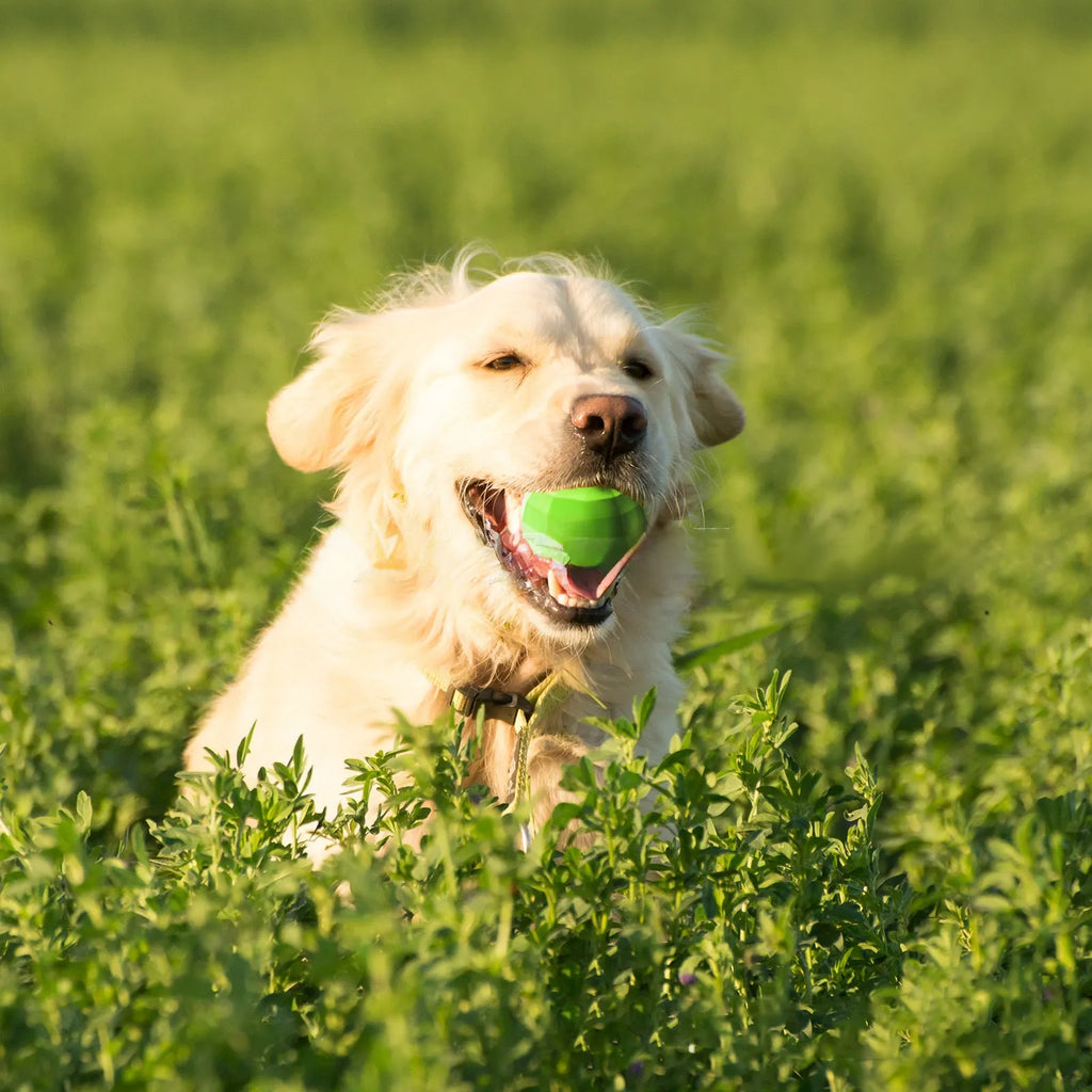 Green durable natural rubber dog squeaky ball chew toy for large aggressive chewers.