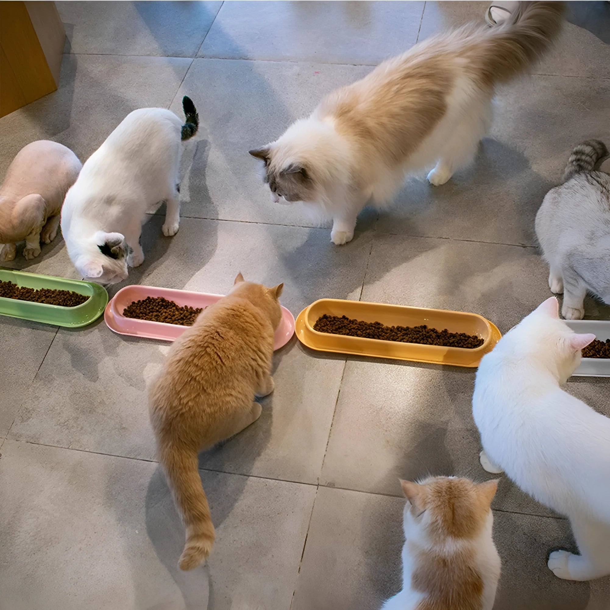Leakproof pet bowl feeder with non-slip base in green, pink and yellow colours