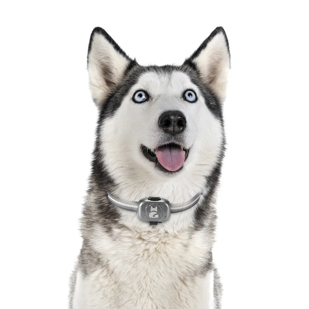 Black pet GPS locator device with hanging rope for collar attachment