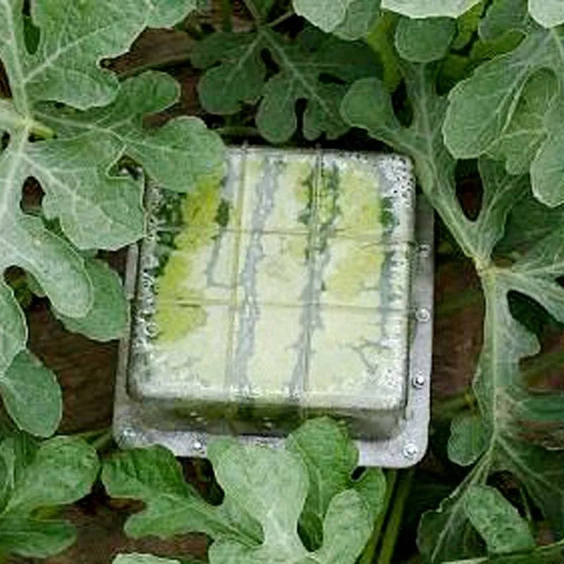 Square-shaped clear plastic watermelon growth mold for shaping fruit, shown at 13cm dimensions.
