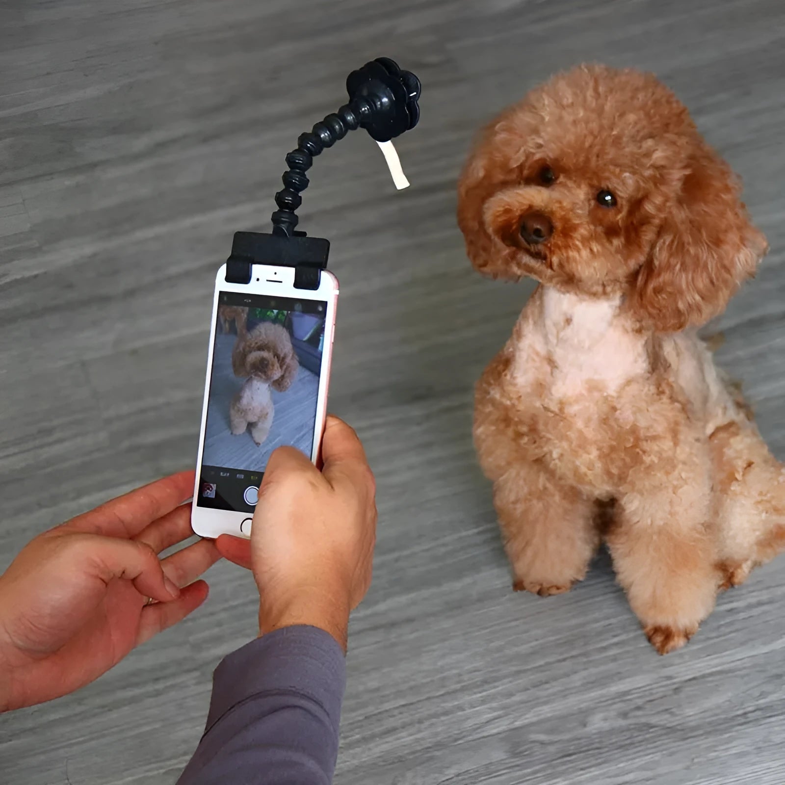 Black pet selfie stick with square and flower smartphone clips on white background