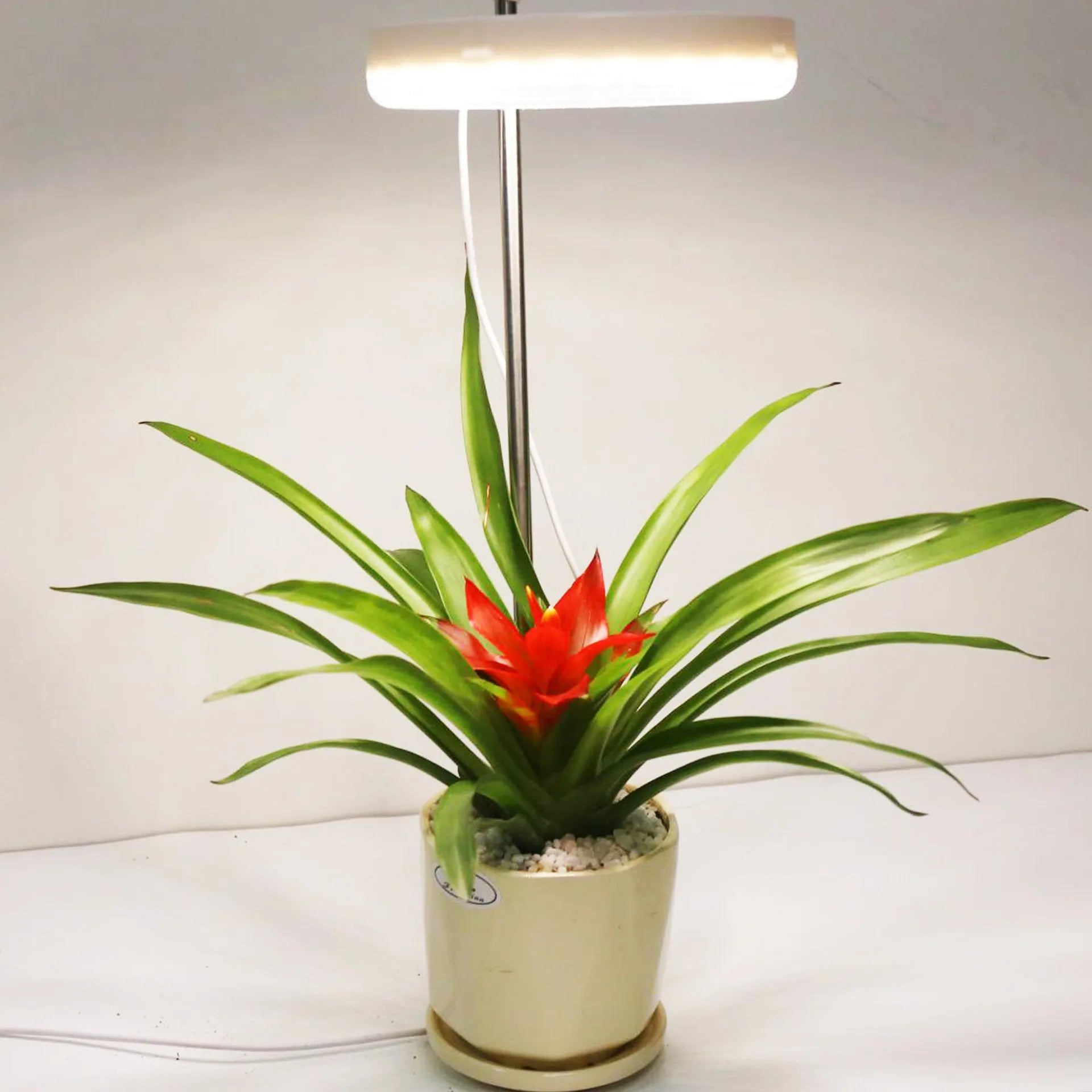A desktop clamp plant growth lamp with a full spectrum LED light head attached to an adjustable arm.