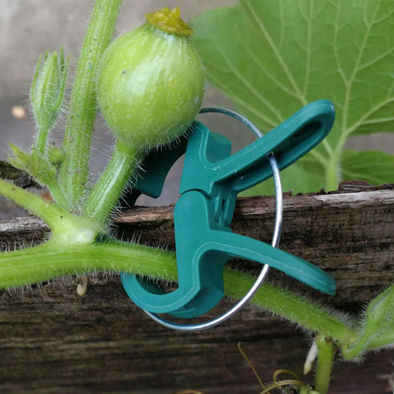 Green plastic and zinc plant fixing clips in large and small sizes for securing climbing plants.