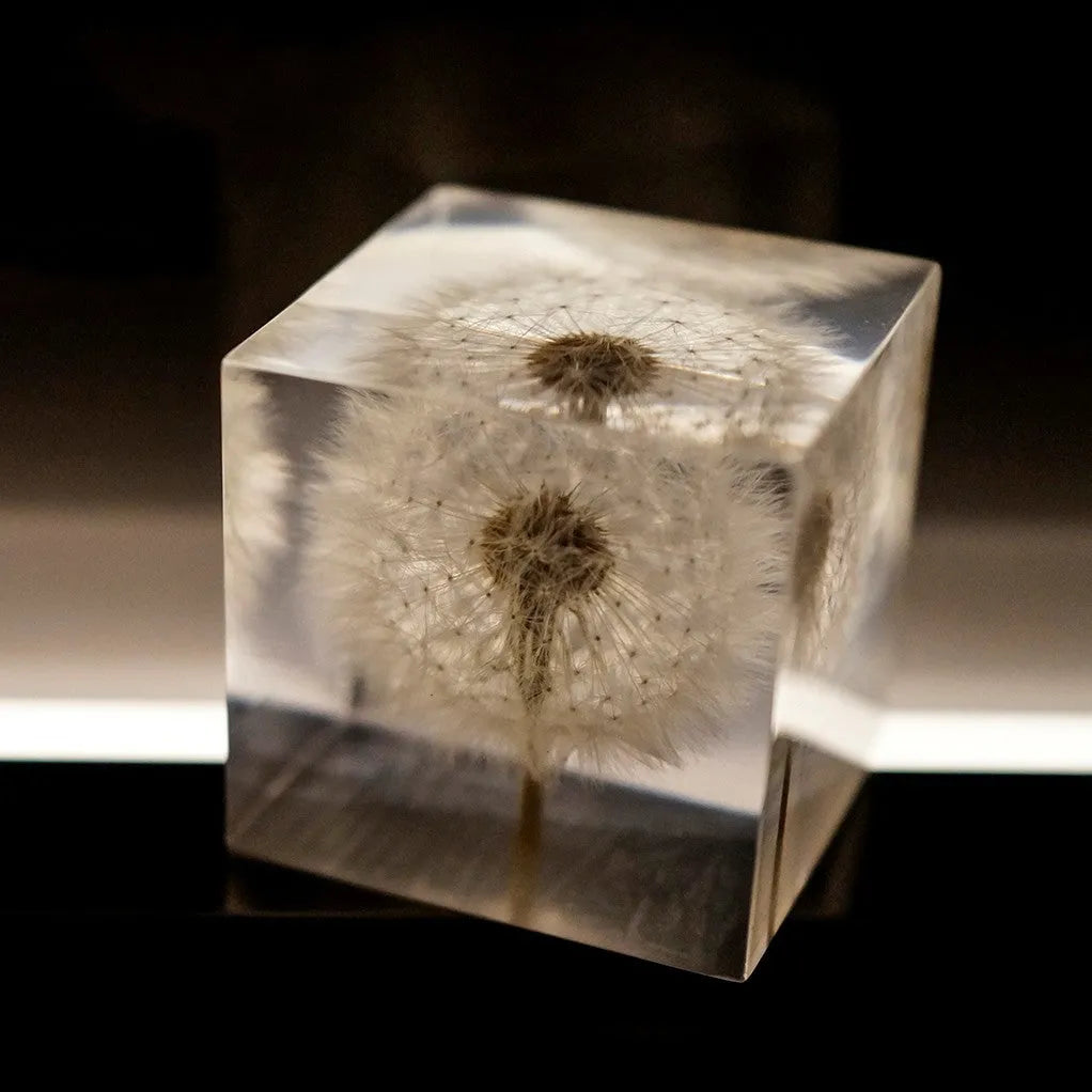 5cm clear resin cube with preserved dandelion flower beside wooden display box and USB charging base