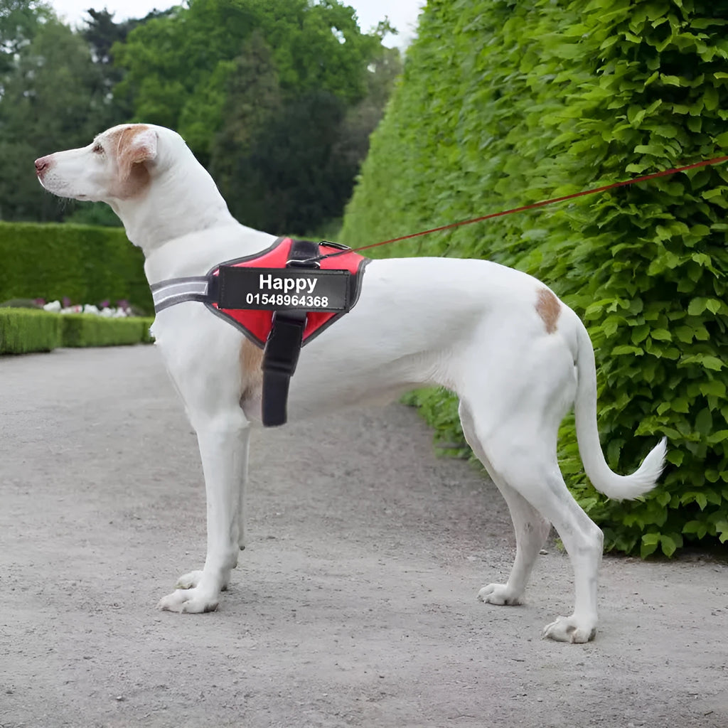Personalised reflective nylon no-pull dog harness vest on a dog, showing adjustable straps and D-ring.