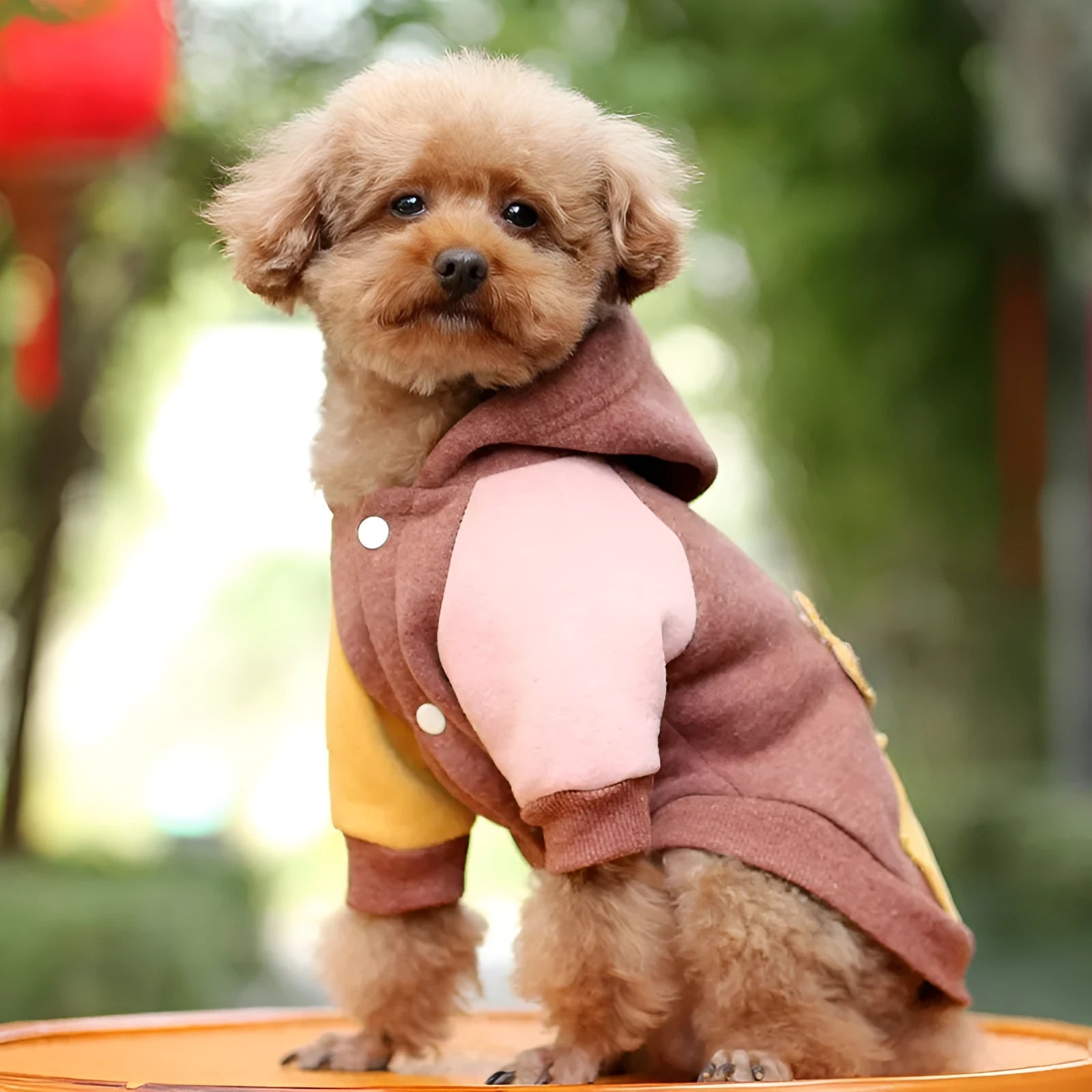 Brown cotton dog sweatshirt pet clothing shown on a canine model
