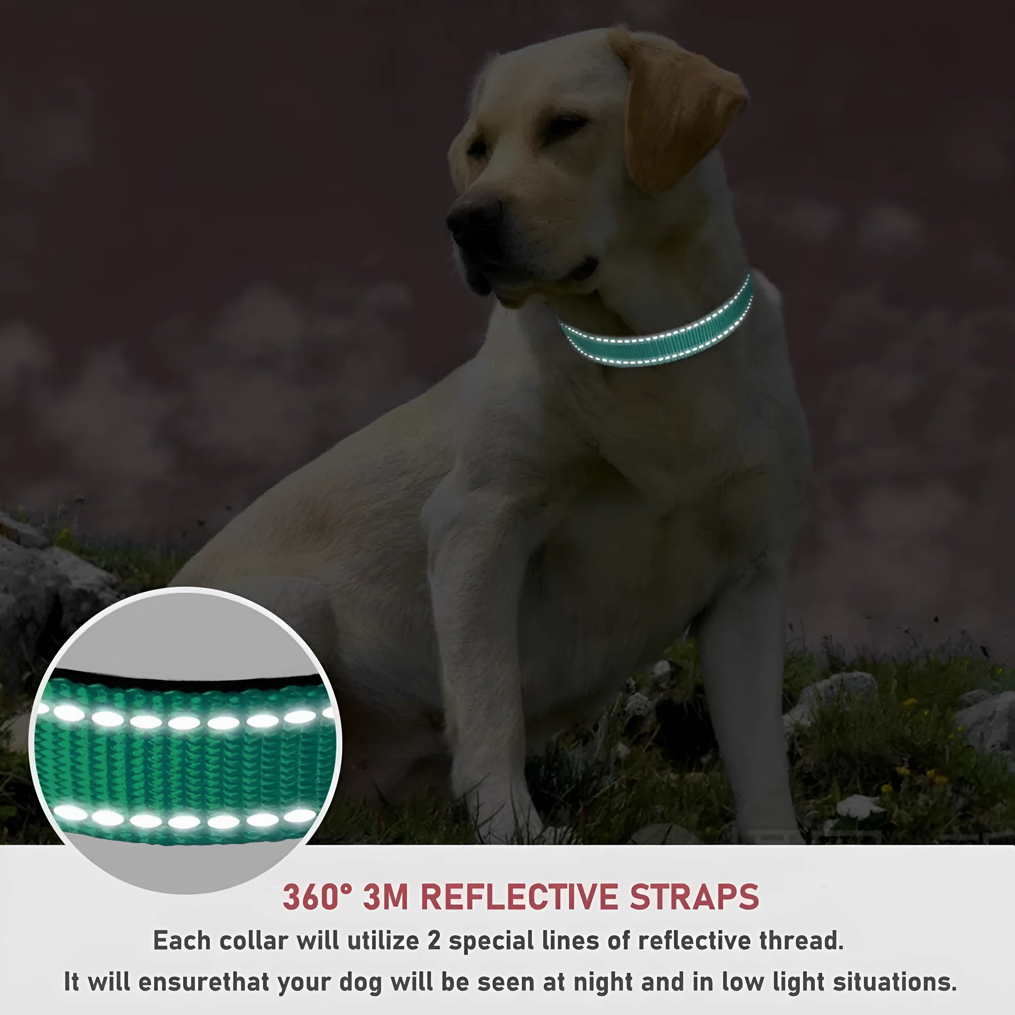 Adjustable nylon dog collar with chest strap in multiple colour options