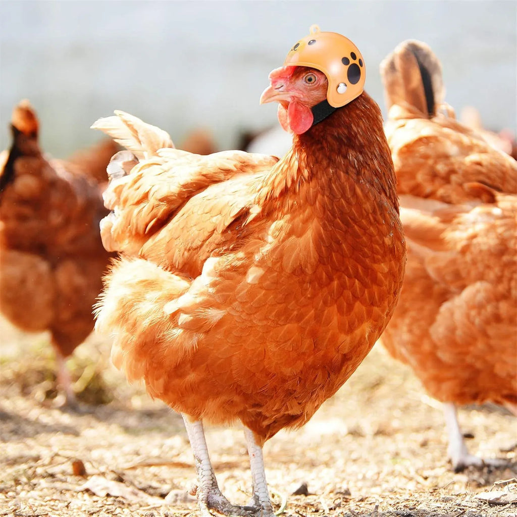 Small hard plastic pet helmet with elastic straps, shown on a chicken.