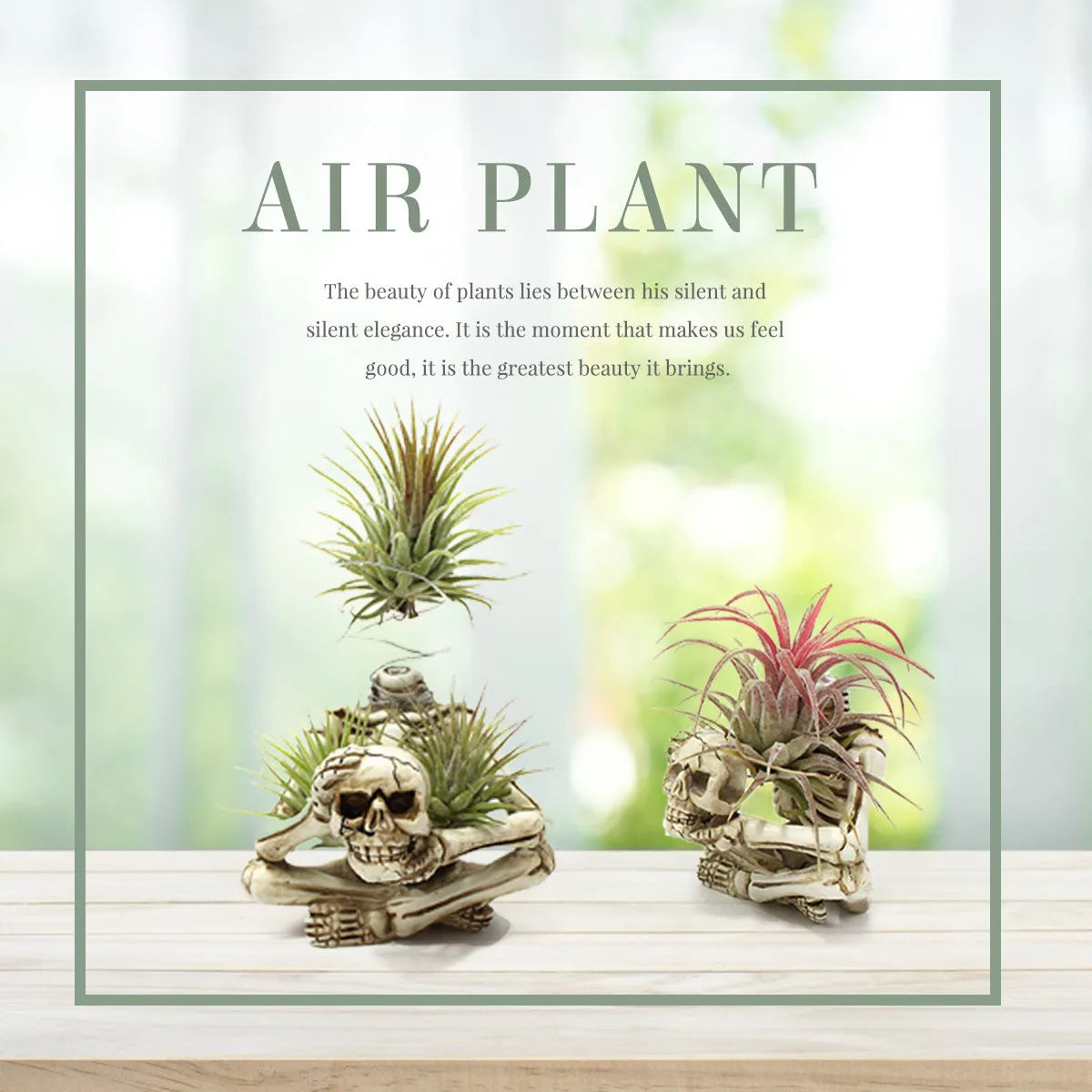 Skull design resin tillandsia bracket for soilless air plants with iron mounting base