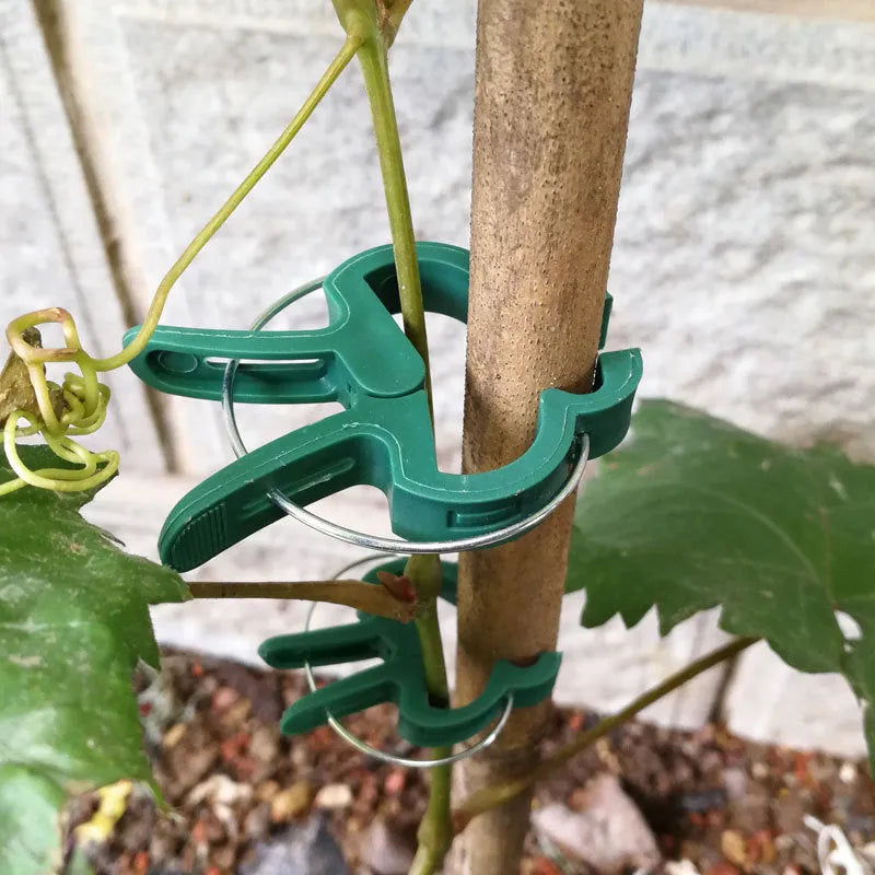 Green plastic and zinc plant fixing clips in large and small sizes for securing climbing plants.