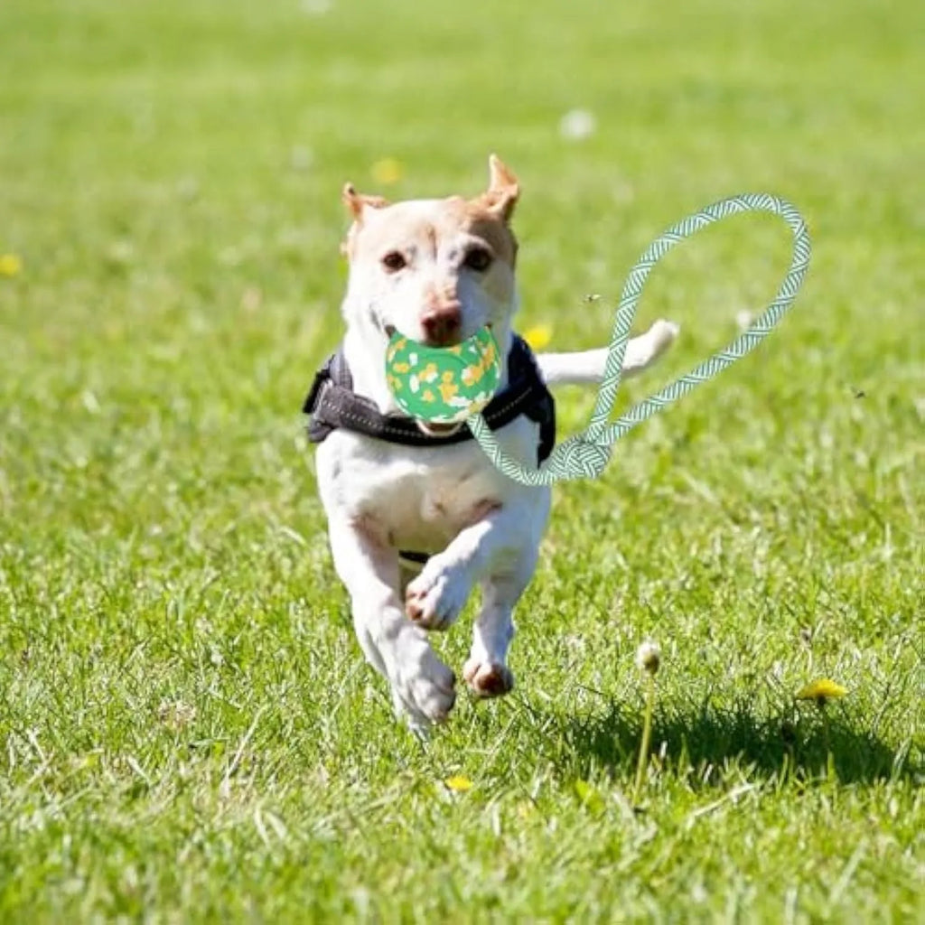 Natural rubber dog ball on nylon rope for interactive fetch and tug games
