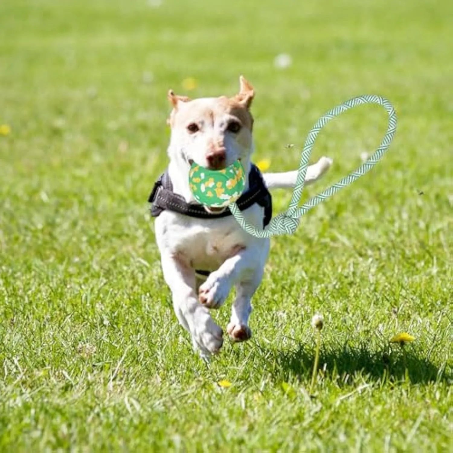 Natural rubber dog ball on nylon rope for interactive fetch and tug games
