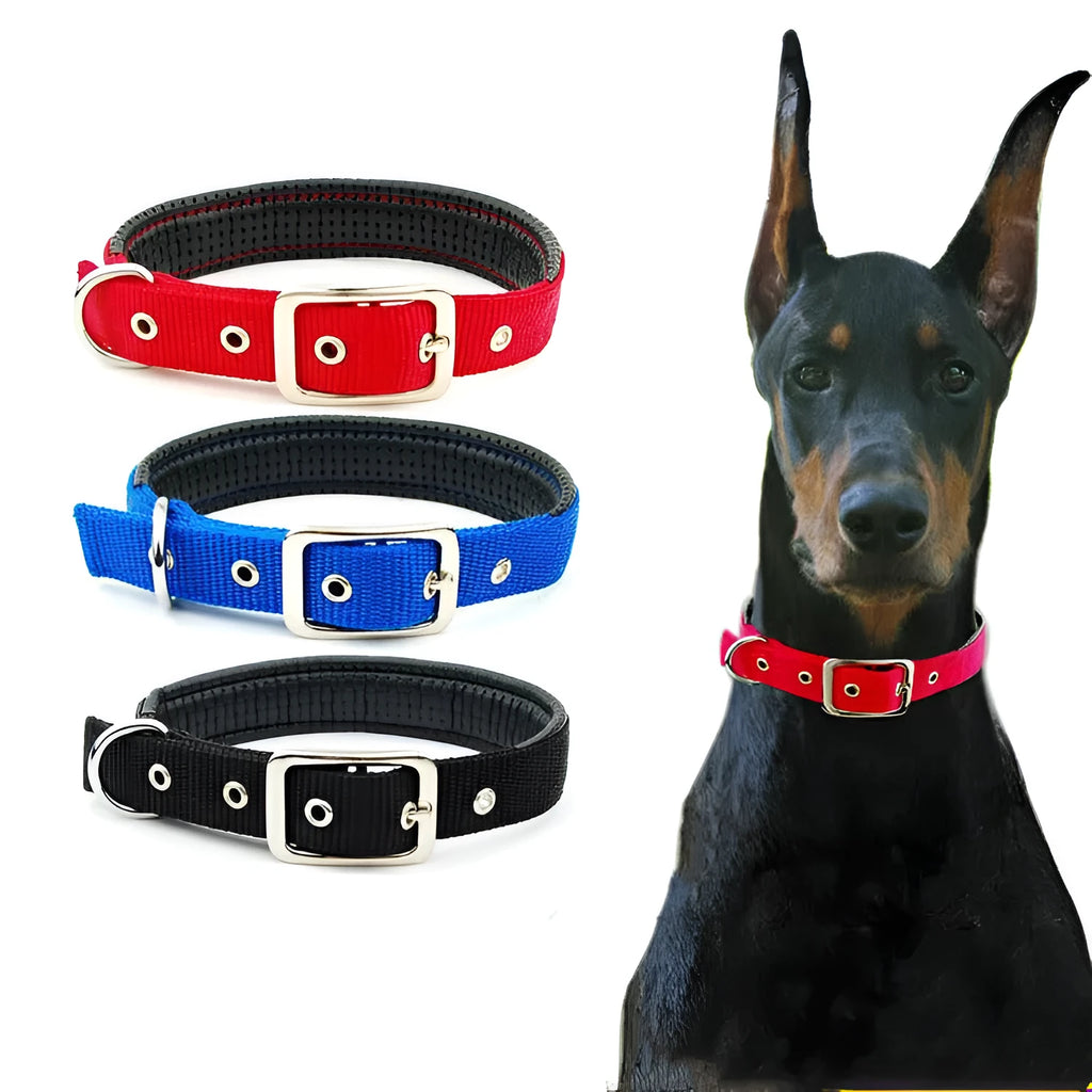 Reflective nylon webbing dog collar with belt buckle on a dog, black colour, size large