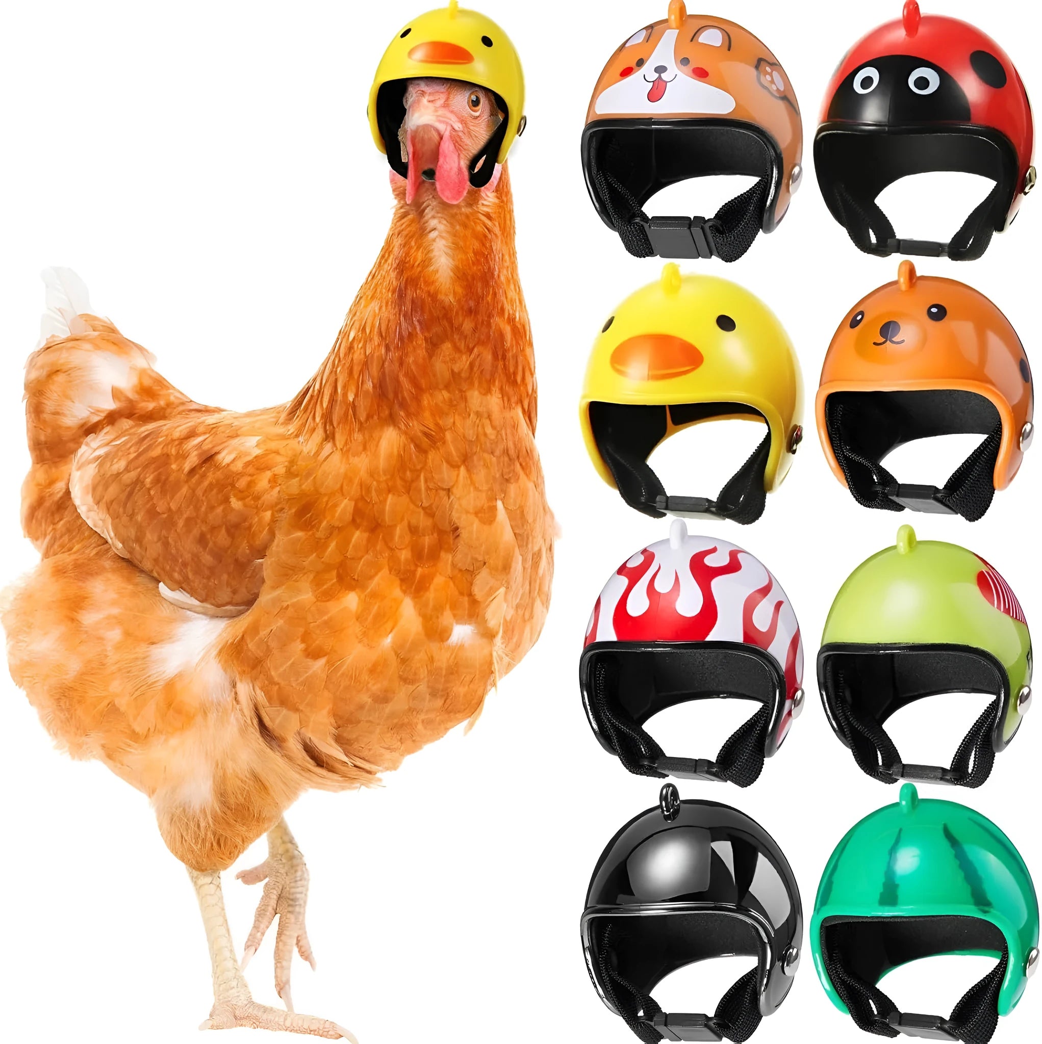 Small hard plastic pet helmet with elastic straps, shown on a chicken.