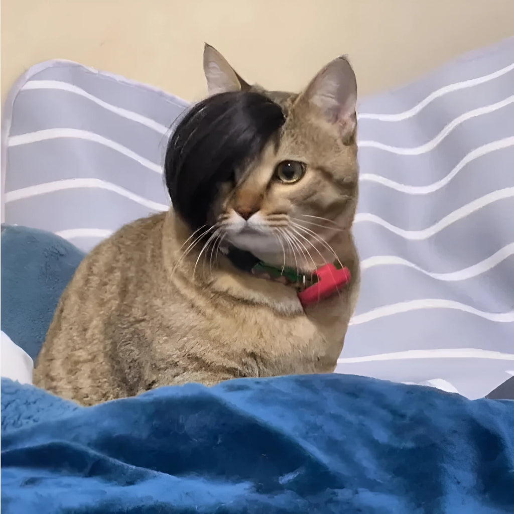 Black imitation braid fox tail wig for cats on a white background.