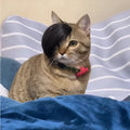 Black imitation braid fox tail wig for cats on a white background.