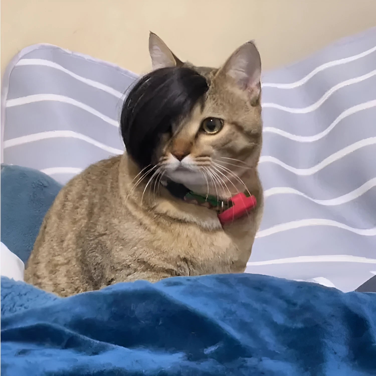 Black imitation braid fox tail wig for cats on a white background.