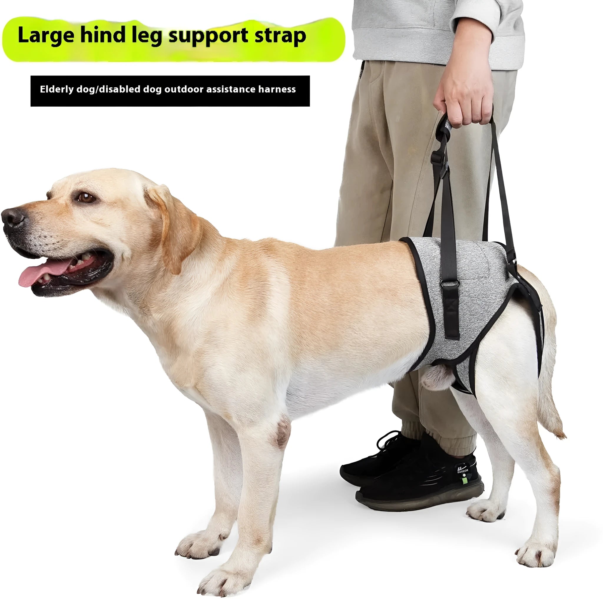 Grey neoprene dog rear leg recovery belt with adjustable waist and thigh straps shown on size chart