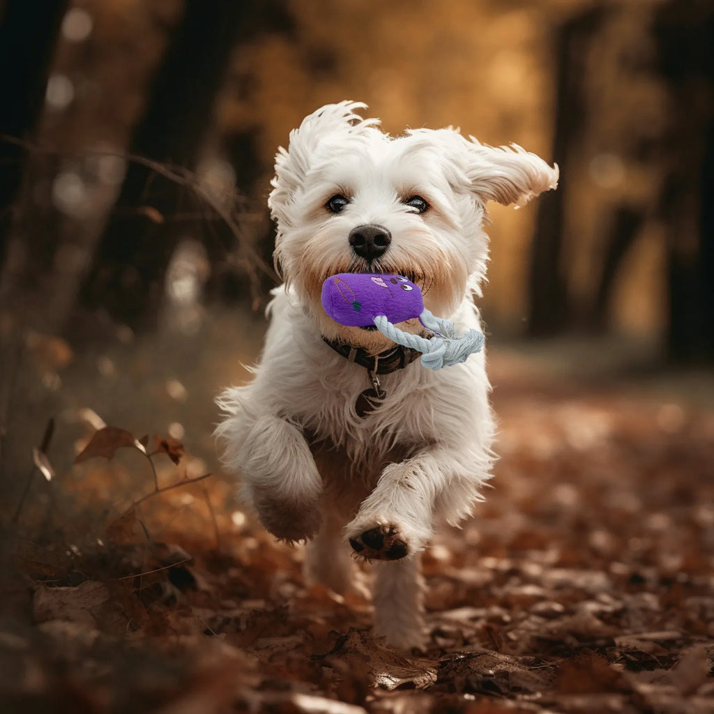 Blue teddy dog chew toy with sound bone, showing soft corn fleece lining and bite-resistant fabric.