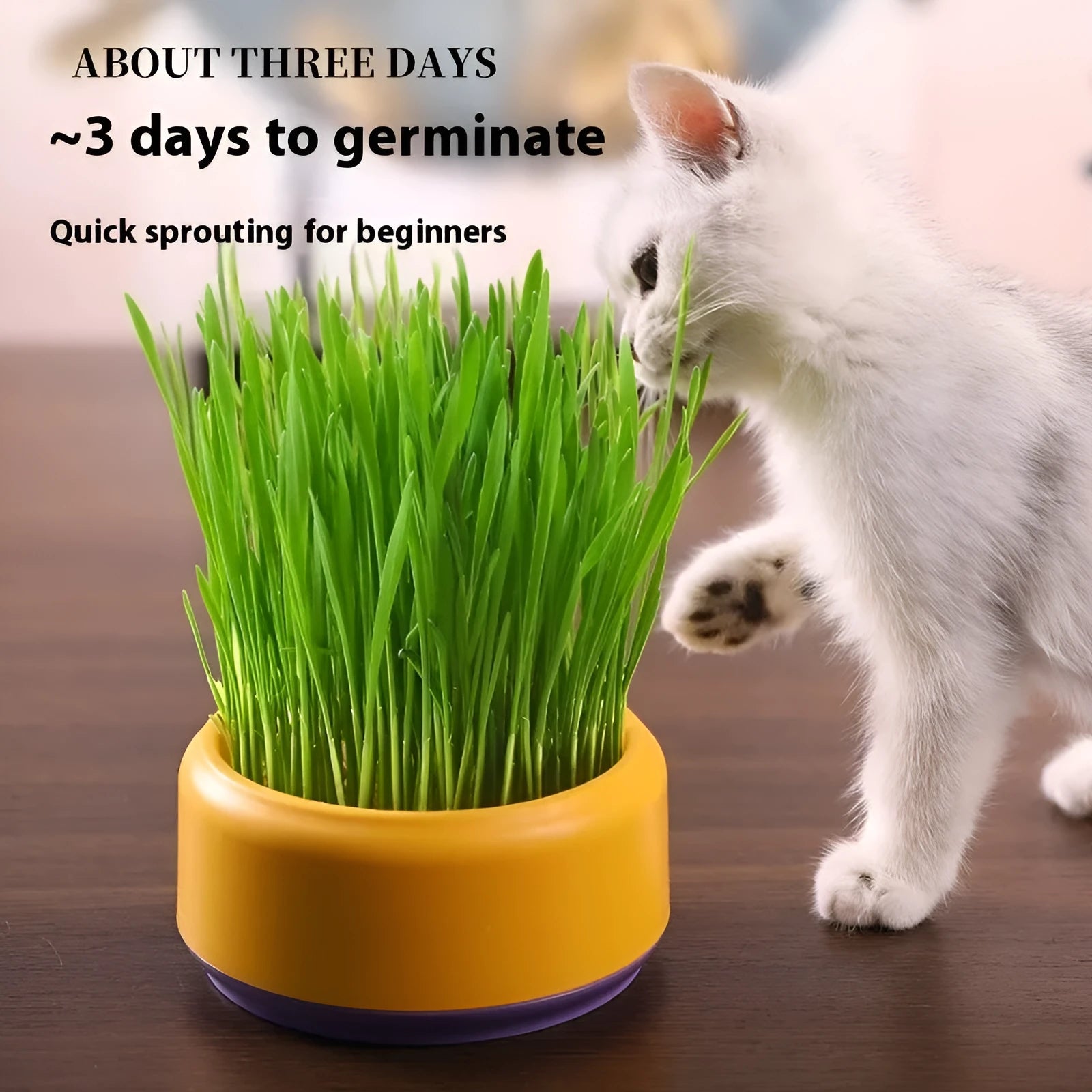 Hydroponic cat grass kit with cup and five seed packs in blue, green, and yellow colour options