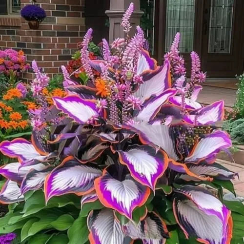 OPP packet containing 50 Coloured Leaves Jade Barrettes ornamental flower seeds for balcony and home gardening.