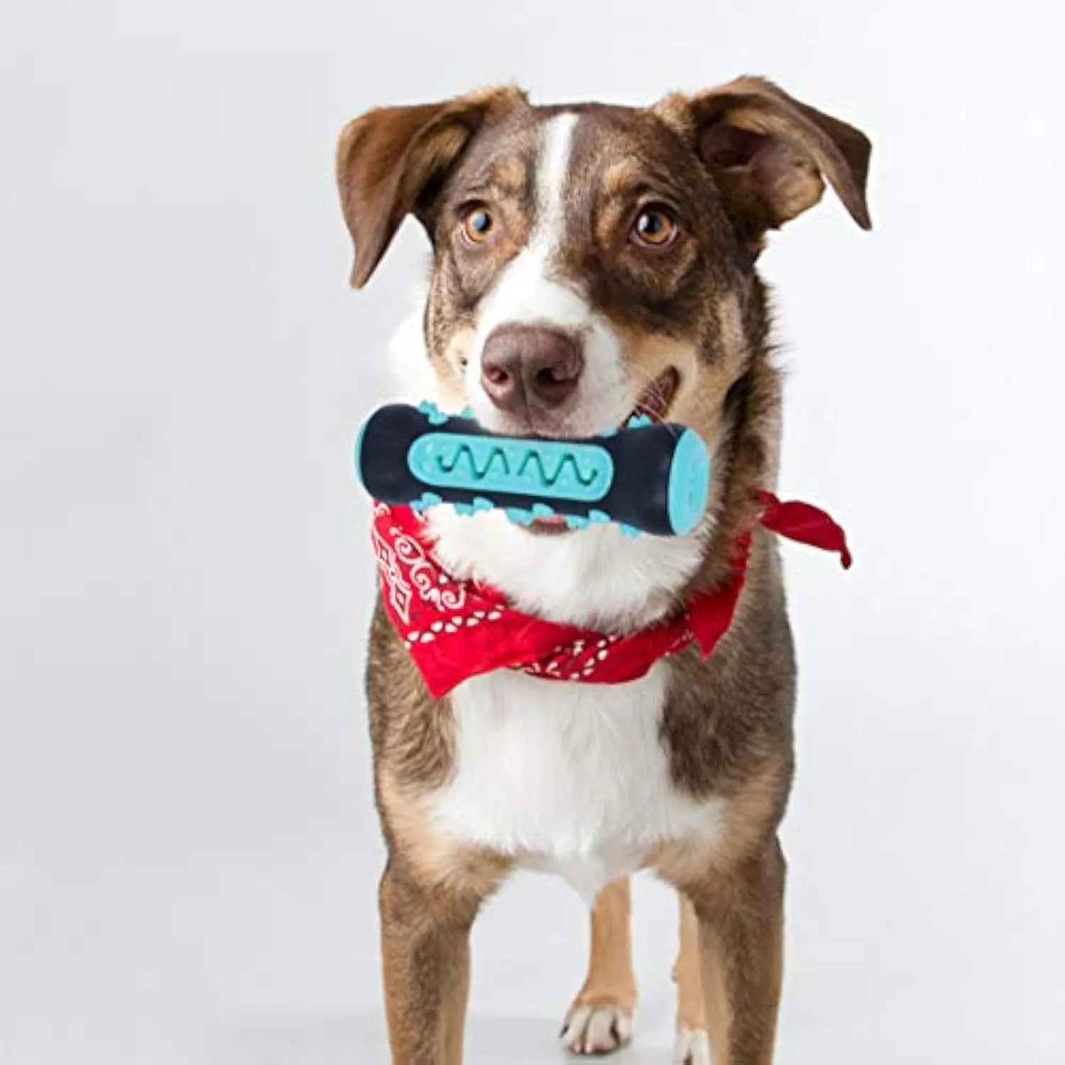Natural rubber dog dental chew toy in four colours, showing textured surface for teeth cleaning.