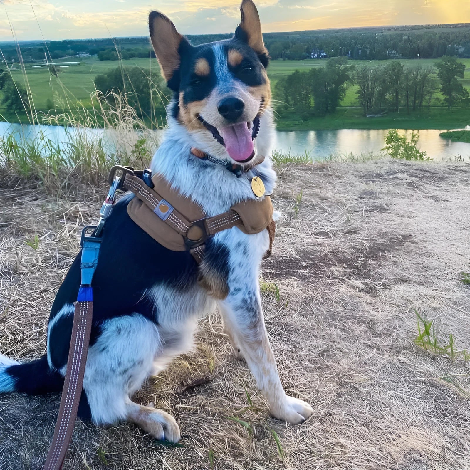 Dog training chest strap harness and reflective hand holding rope laid out, showing the 1.8 metre lead length.