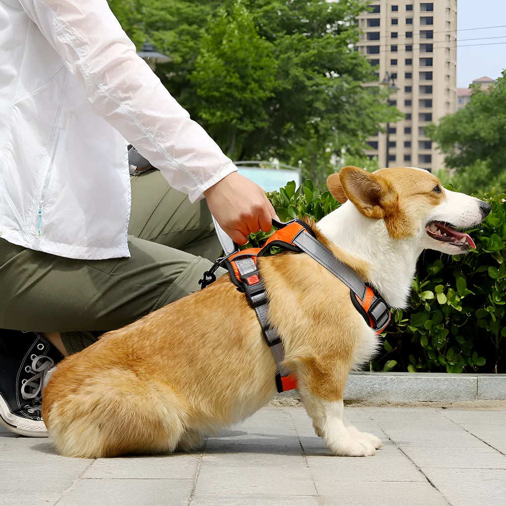 Orange polyester dog chest strap vest harness with an adjustable strap and a matching hand holding rope.