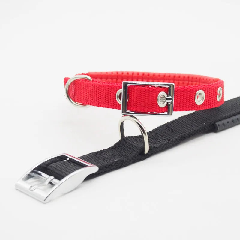 Reflective nylon webbing dog collar with belt buckle on a dog, black colour, size large