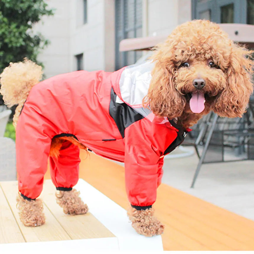 Long-legged dog wearing green rain poncho with transparent brim for rain protection
