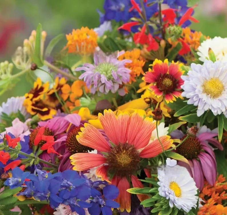 Packet of mixed wildflower and grass seeds including Purpleflower Holly Leaf, with options for 1000, 5000, or 10000 seeds.