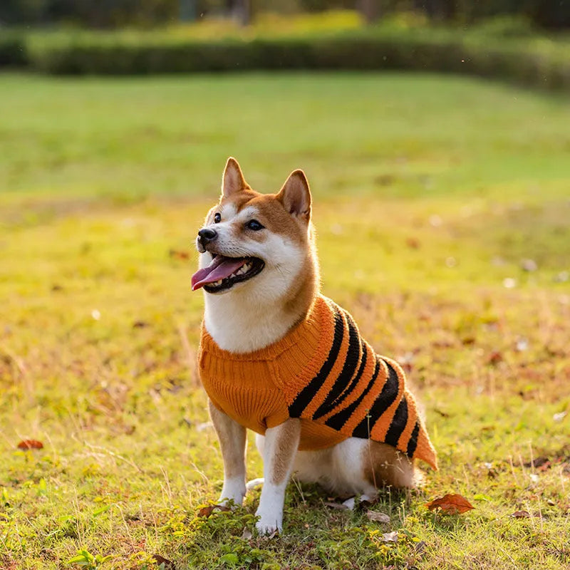 Halloween dog sweater in acrylic for small dogs, orange or black pet costume jumper, sizes XS to XL