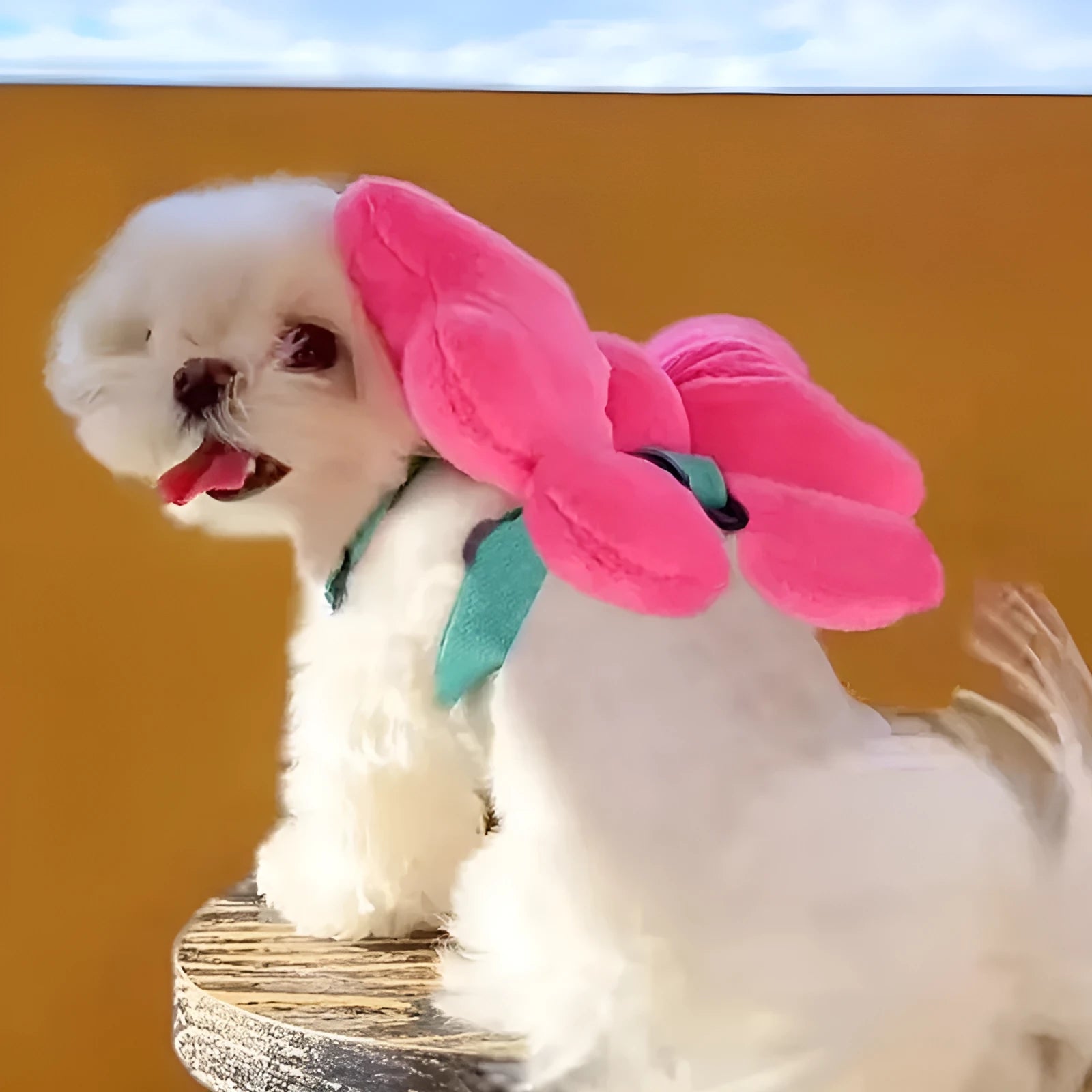 Pet bow chest strap traction rope in pink, size M, on a small dog with cute bow on back
