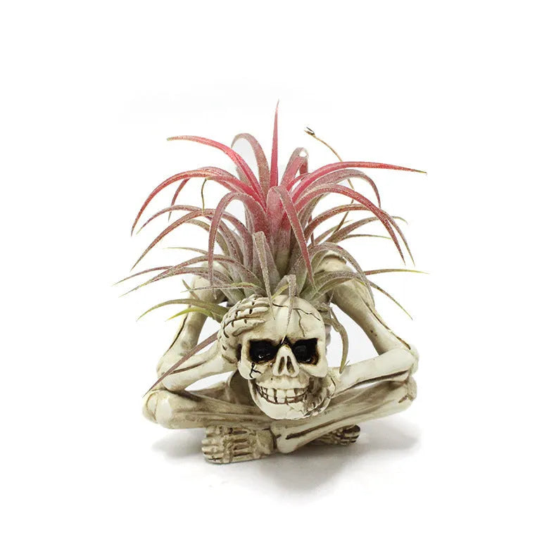 Skull design resin tillandsia bracket for soilless air plants with iron mounting base