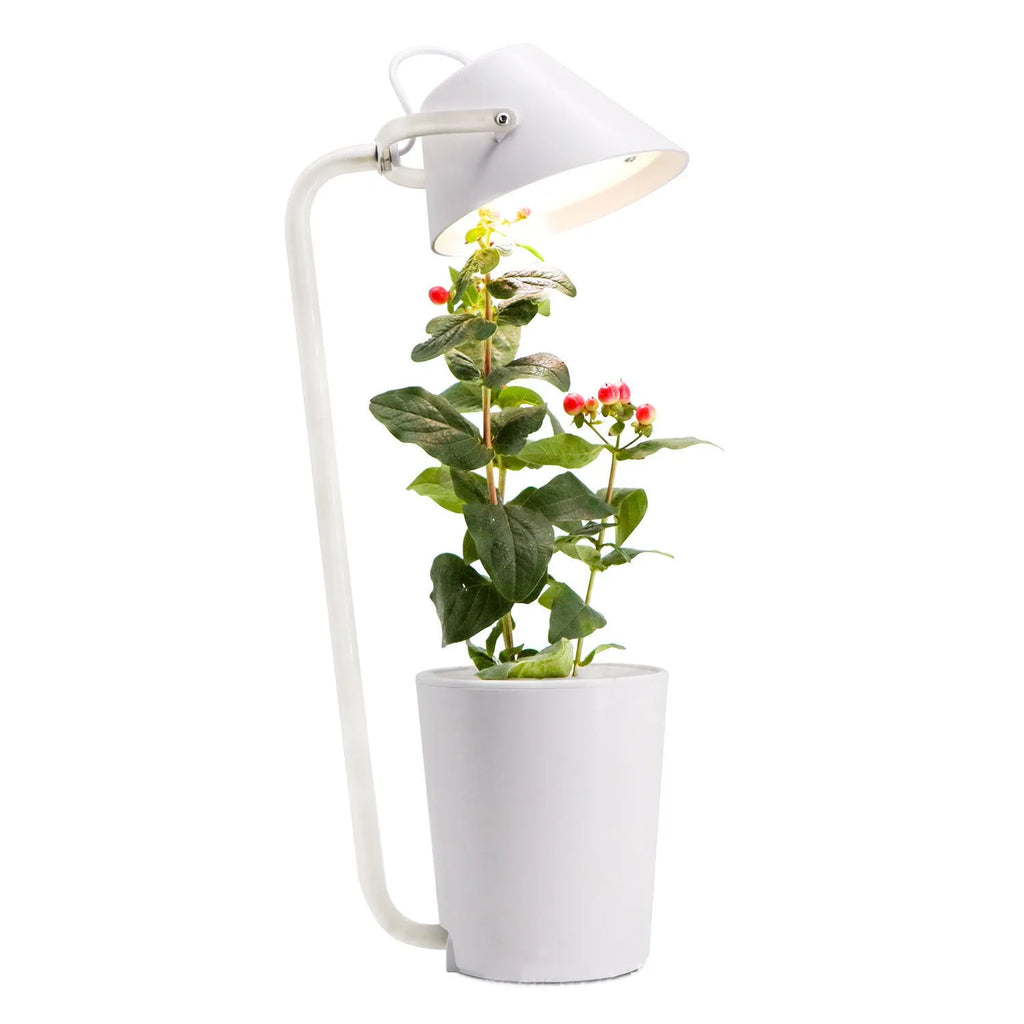 A white plastic hydroponic container for desktop soilless plant cultivation.