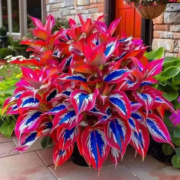 OPP packet containing 50 Coloured Leaves Jade Barrettes ornamental flower seeds for balcony and home gardening.