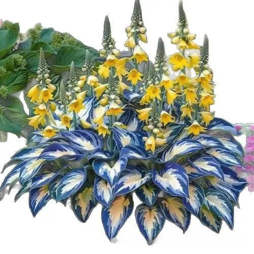 OPP packet containing 50 Coloured Leaves Jade Barrettes ornamental flower seeds for balcony and home gardening.