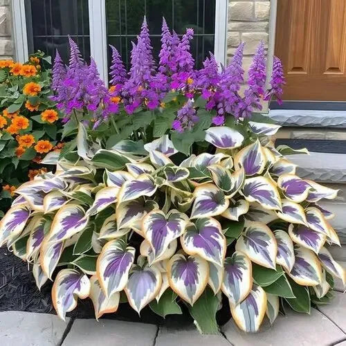 OPP packet containing 50 Coloured Leaves Jade Barrettes ornamental flower seeds for balcony and home gardening.