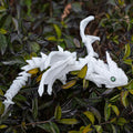 3D printed flying dragon wings decoration toy with detailed texture in multiple colour options