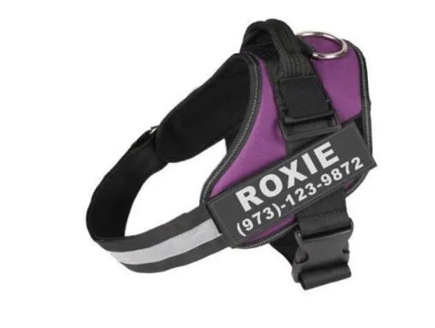 Personalised reflective nylon no-pull dog harness vest on a dog, showing adjustable straps and D-ring.