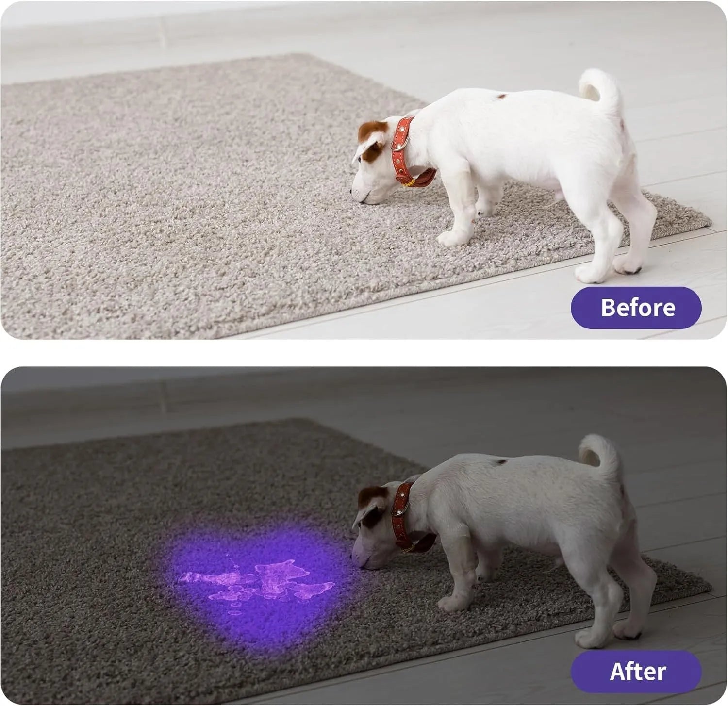 Black aluminium alloy UV flashlight with tail switch for detecting stains and pests.