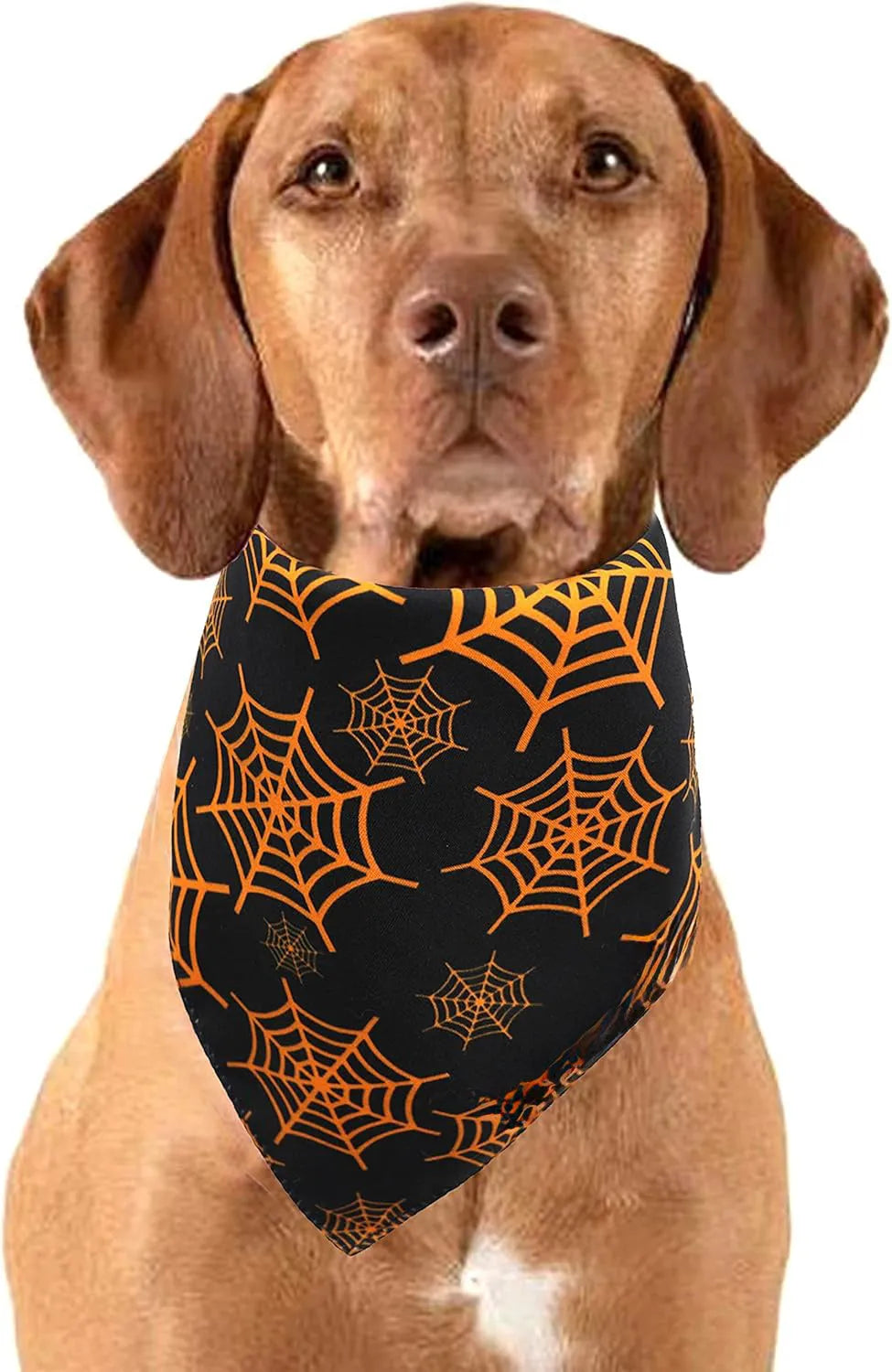 Reversible Halloween dog bandana showing pumpkin design on one side and spider web pattern on the other