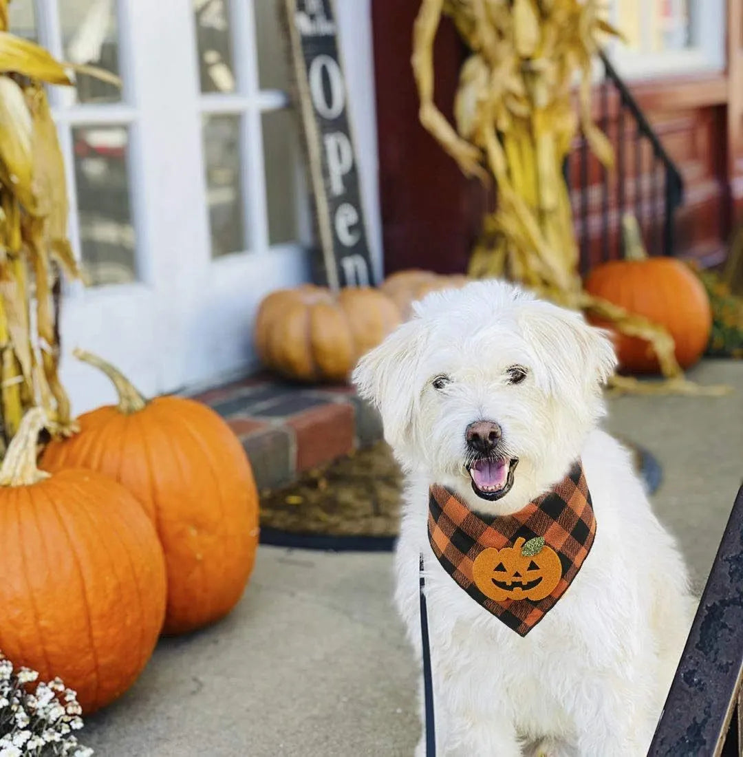 Orange Halloween dog bandana with pumpkin appliques and white skeleton design on plaid pattern