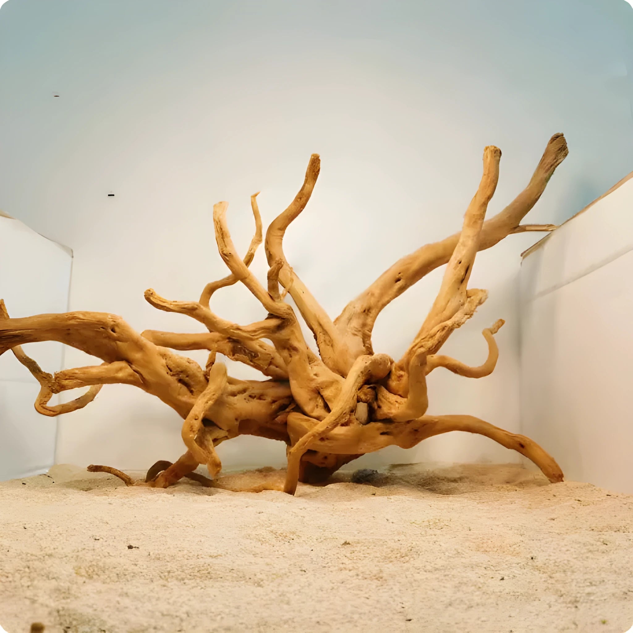 Xiaoqi root natural wood aquarium ornament on a white background, showing textured azalea root-like style.