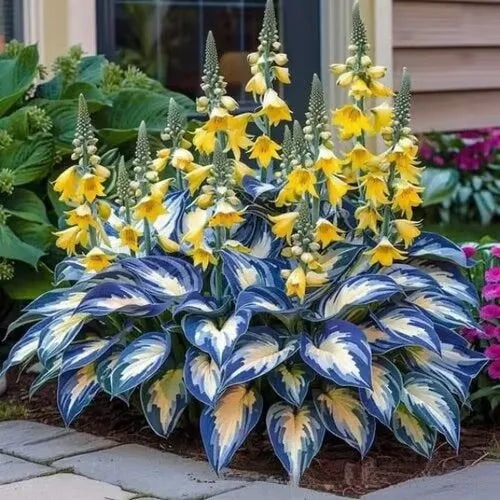 OPP packet containing 50 Coloured Leaves Jade Barrettes ornamental flower seeds for balcony and home gardening.