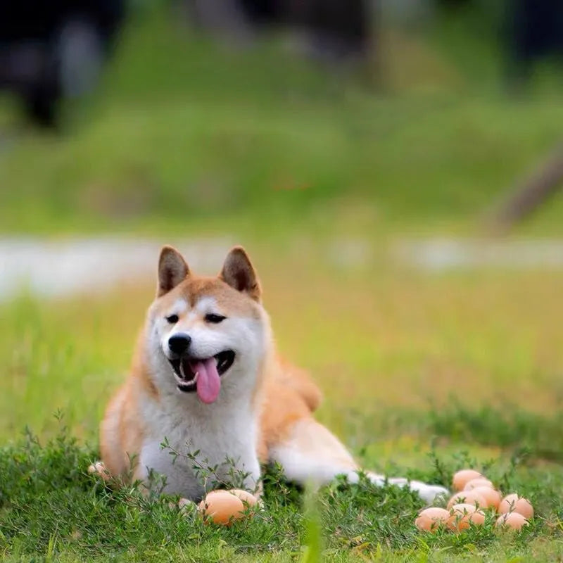 Red rubber egg-shaped dog chew toy with squeaker sound mechanism for dental care and interactive play.