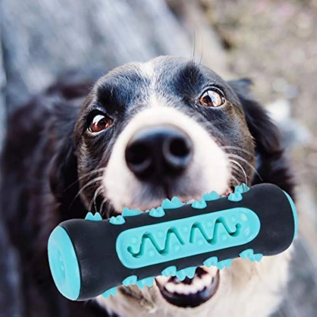 Natural rubber dog dental chew toy in four colours, showing textured surface for teeth cleaning.