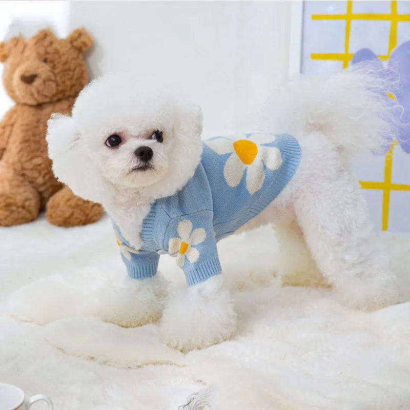 Small dog wearing blue polyester autumn winter clothing on a grassy background.